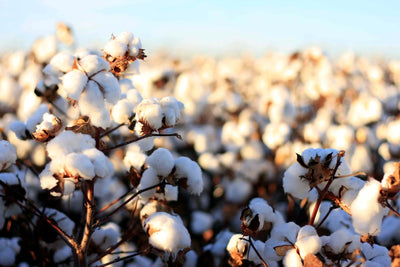 Why Organic Cotton?